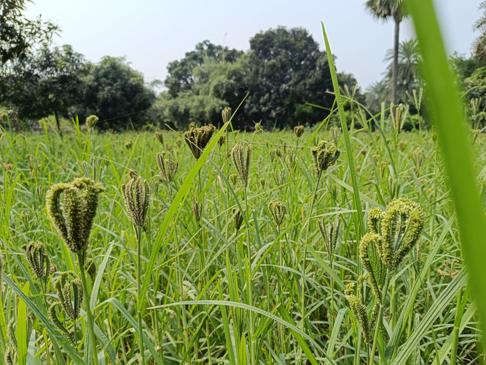 HAPEF empowering rural communities through sustainable agriculture and community development programs