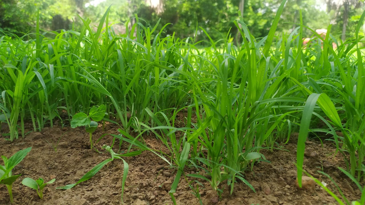 Climate-resilient agriculture benefits