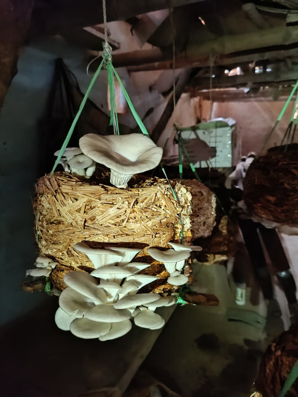 Successful mushroom farmer