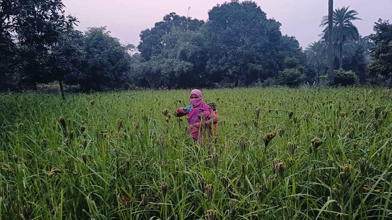 HAPEF success stories - Mushroom farming and community transformation programs empowering rural families
